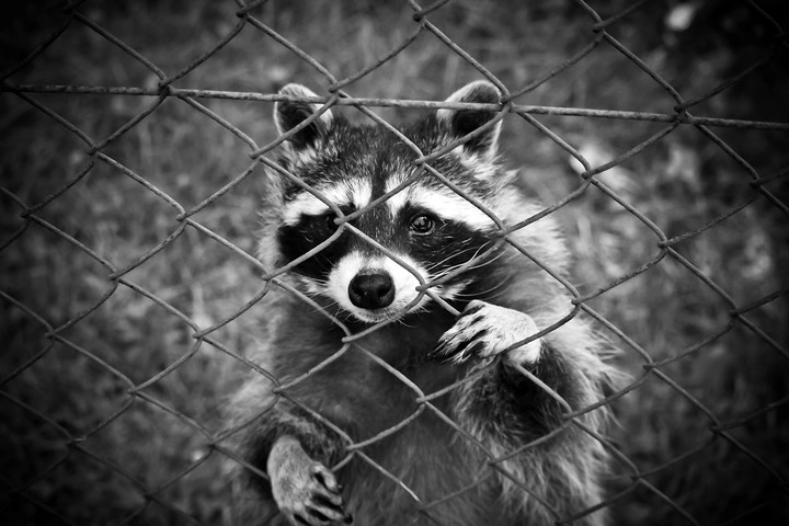 Raccoon