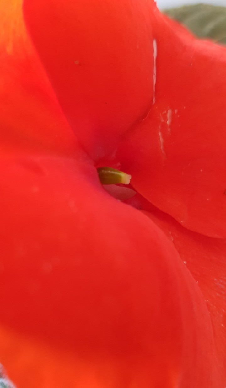 ⚘