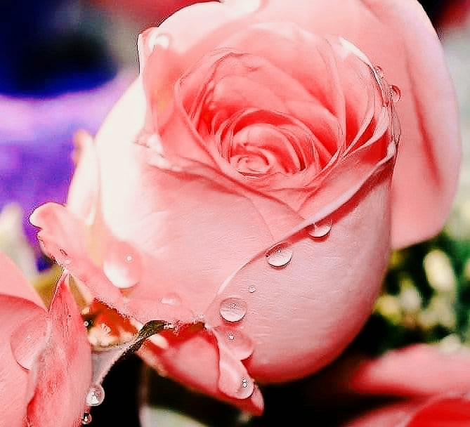 peach rose