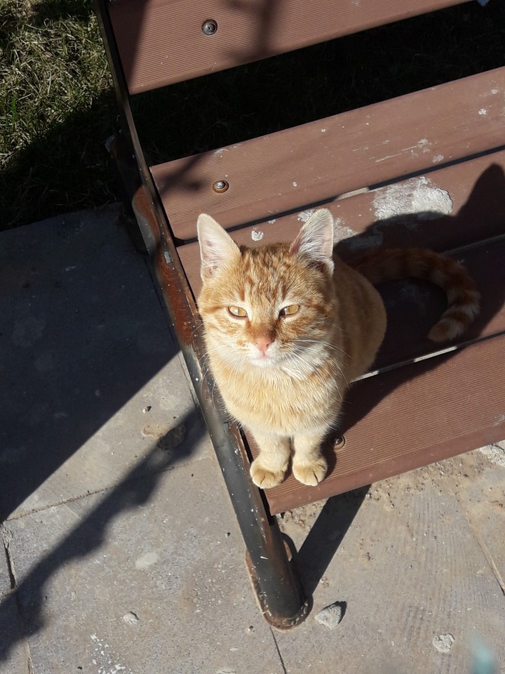 miyavcık???