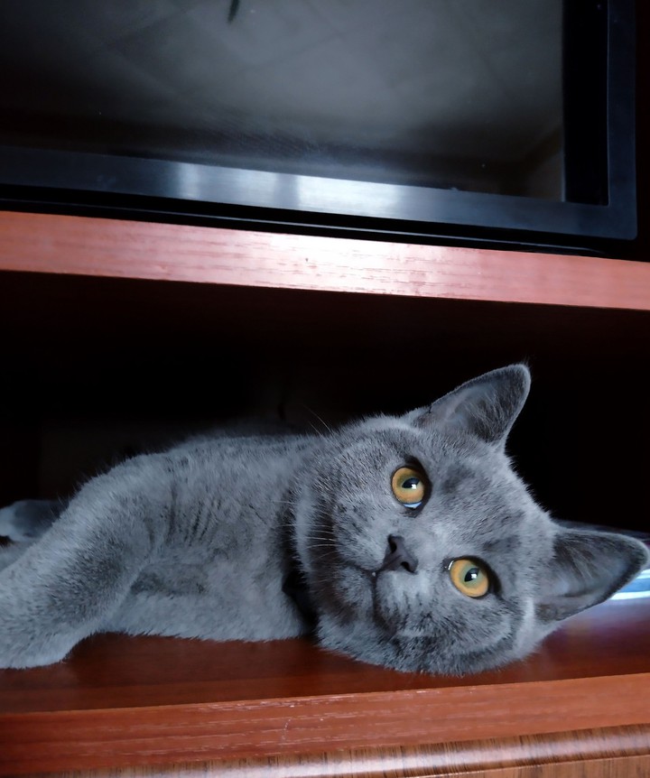 British cat