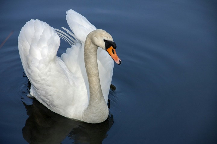 swan