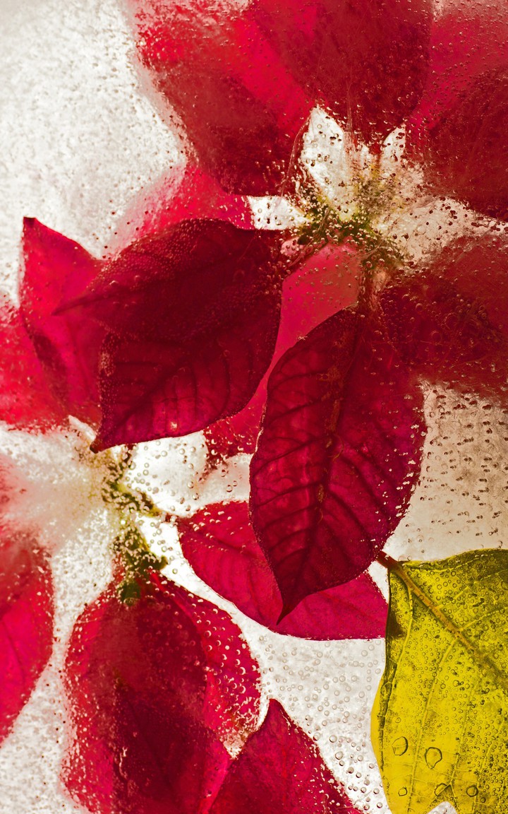 fresh leaves