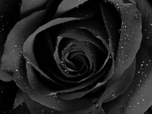 I Love flowers so much