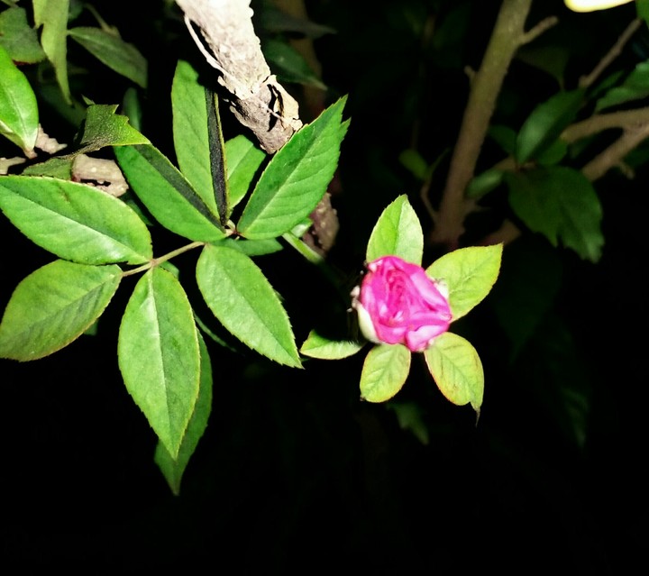 Night Rose