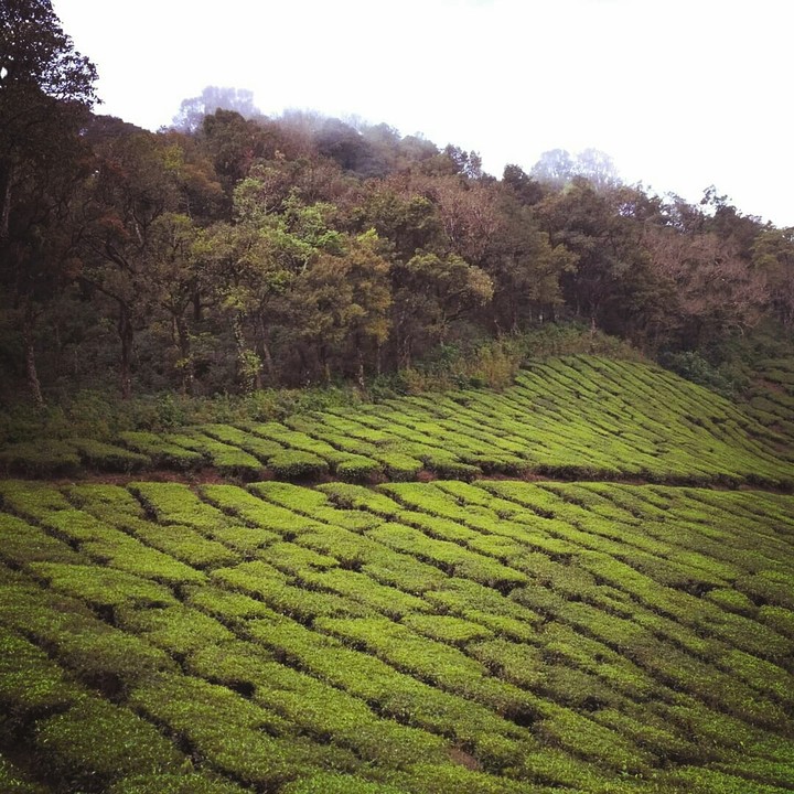 tea garden