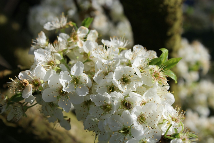 Flor de ciruelo