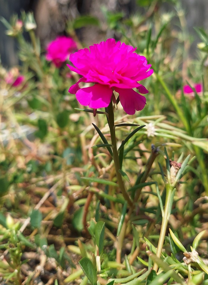 flower