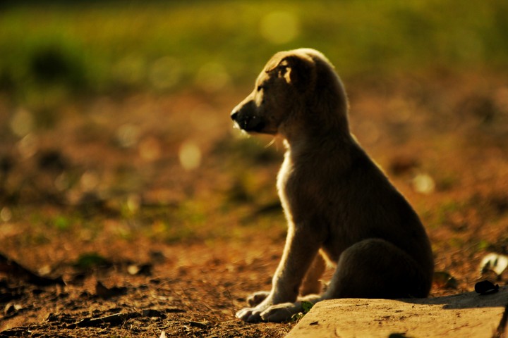 dog