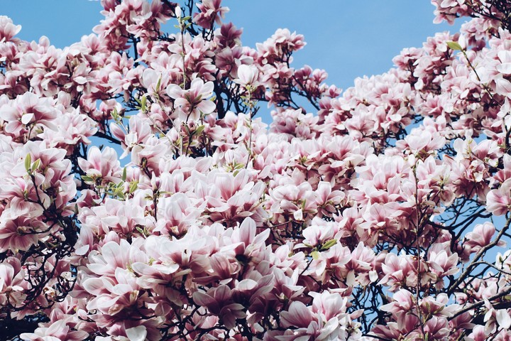 Magnolia