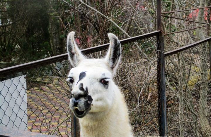 Lama