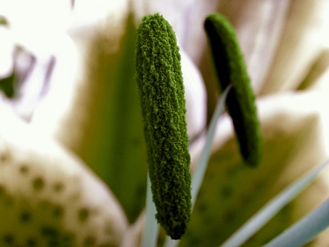 tiger lily