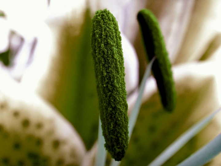 tiger lily