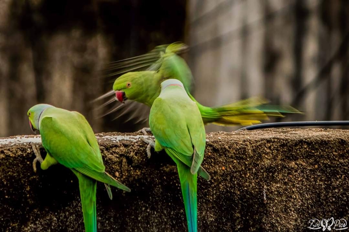 GREEN PARET