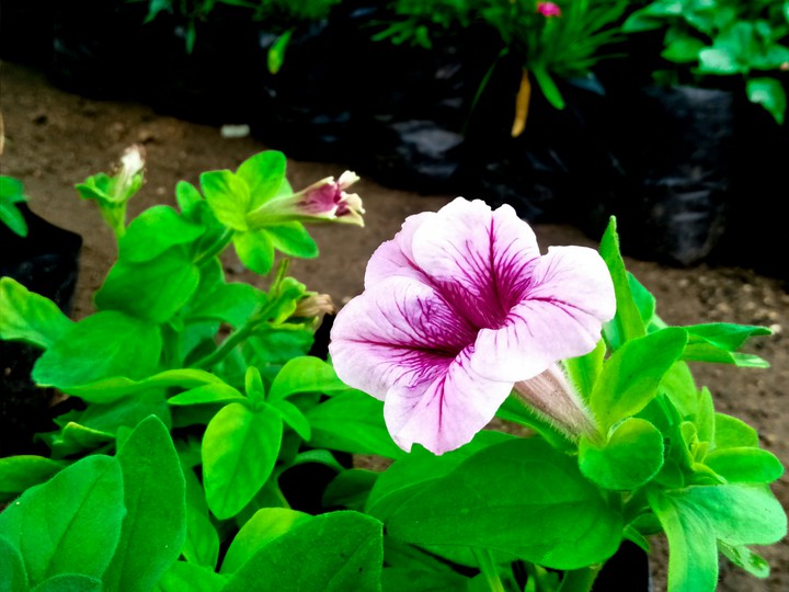 beauty of nature