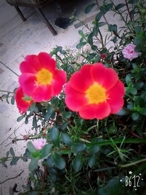 make sure that colour is pink and yellow