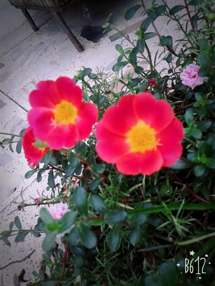 make sure that colour is pink and yellow