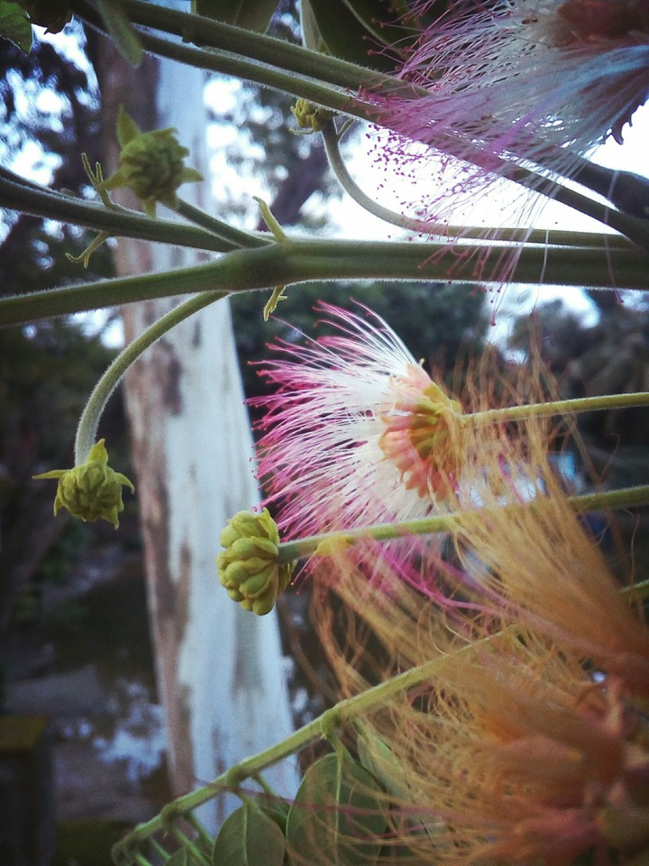 flower..