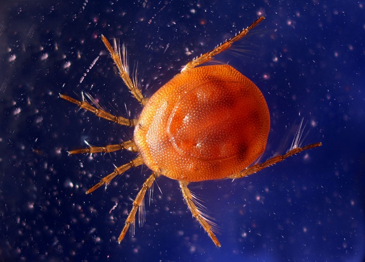 Water Mite