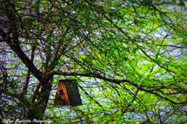 Bird House