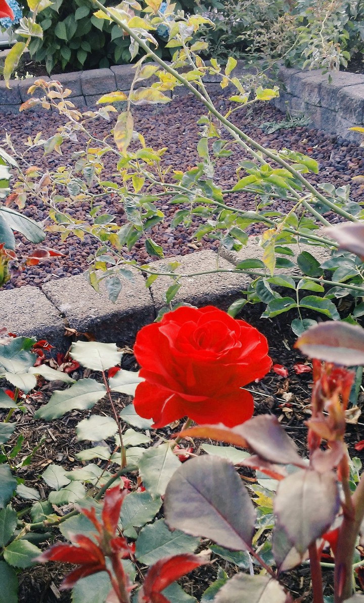 Fire Bloom