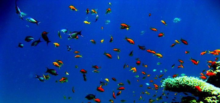 color of sea