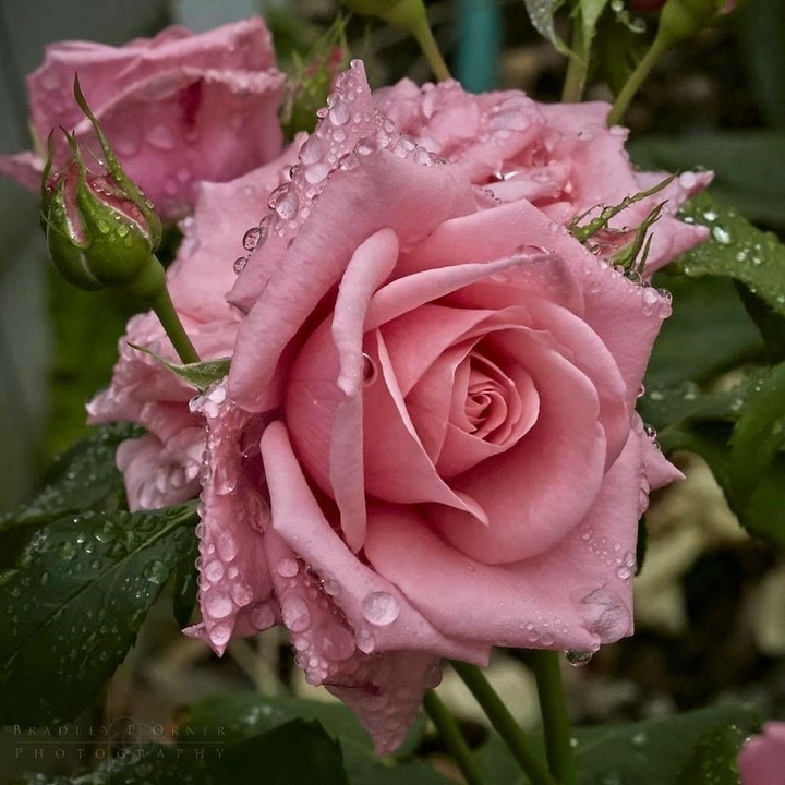 Роза