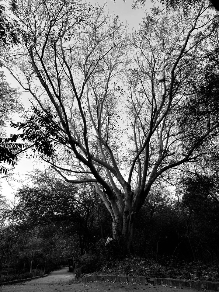 tree