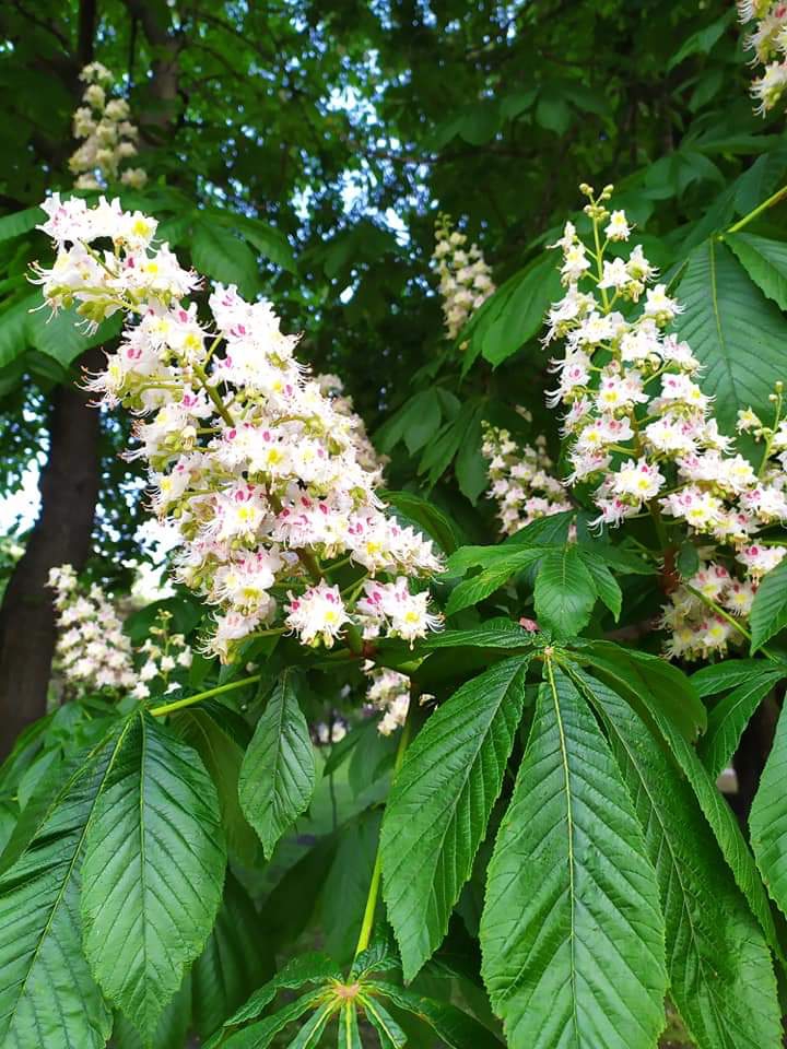 Цвітіння Київських Каштанів :))