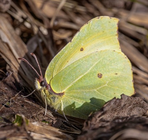 тапети insect, Yellow