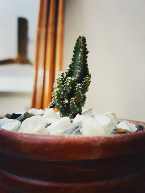desert plant
