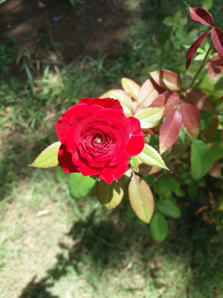 Una rosa, una alegría