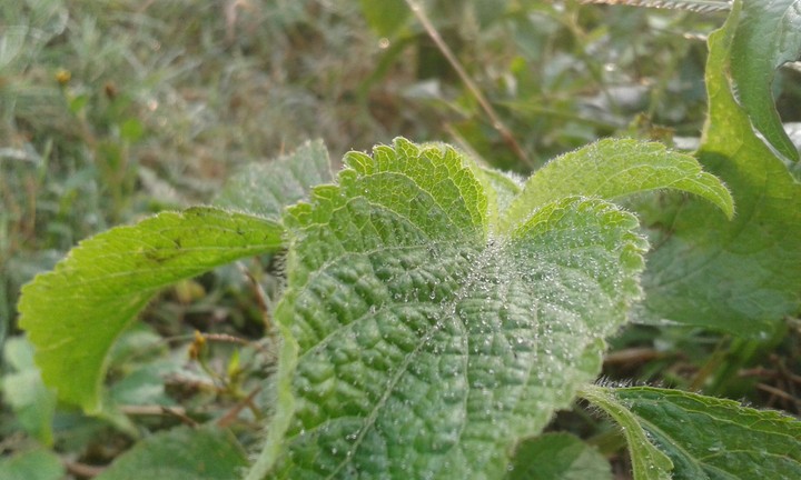 Morning Nature Shiny