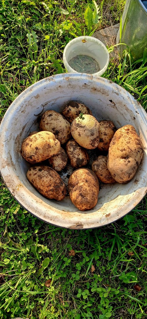 tuber, dish achtergronden