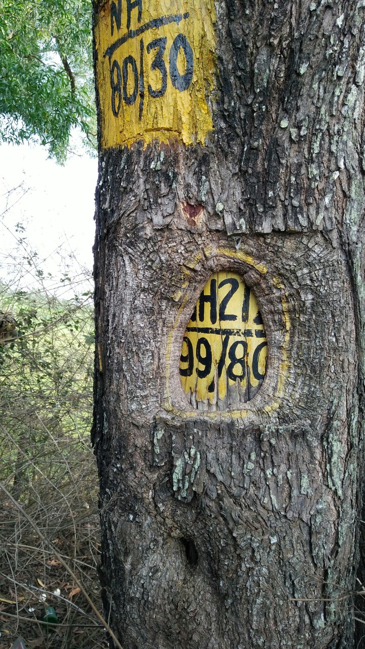 it's a big tree
