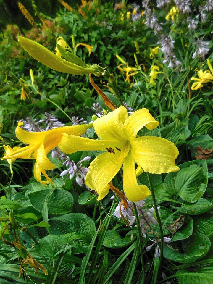 Tiger lilies