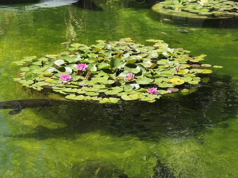 wetland, lotus achtergronden