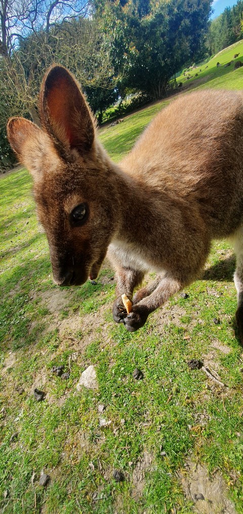 snout, grass壁紙