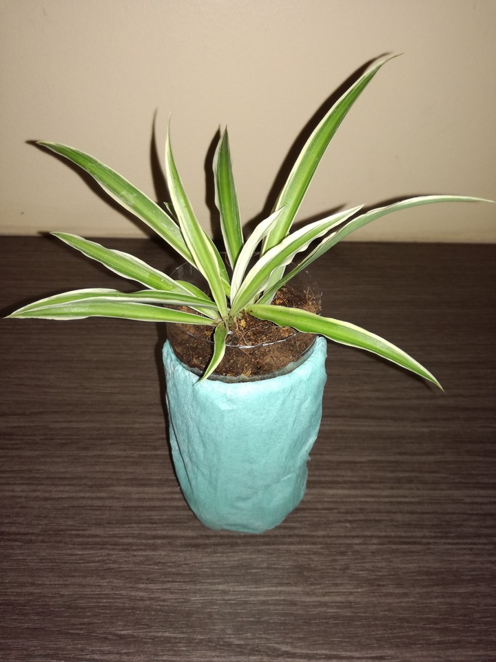 Plant