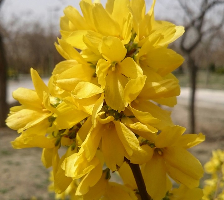 flower