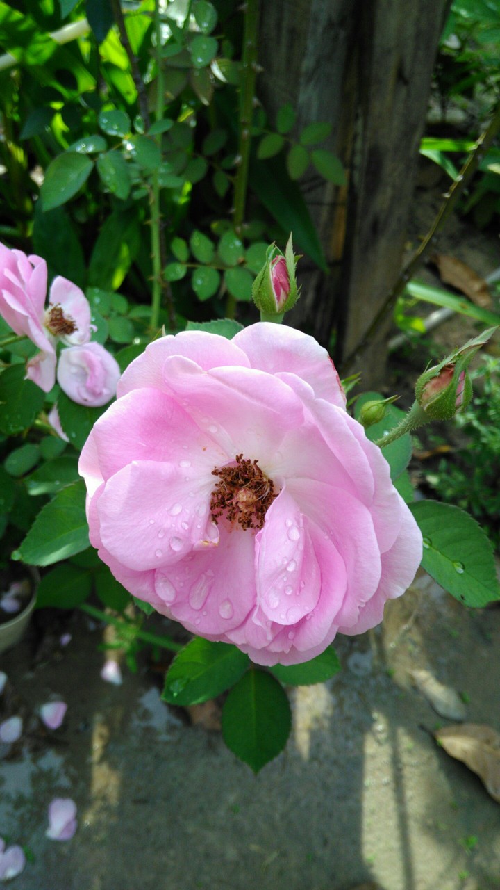rosa de quintal