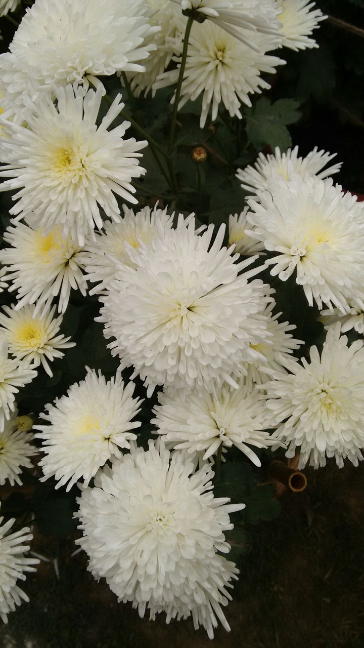 white flower's