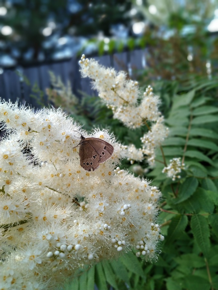 #butterfly