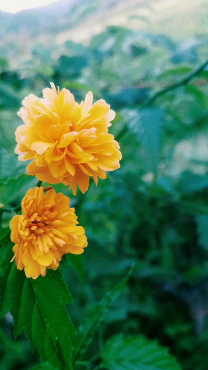 Spots of orange