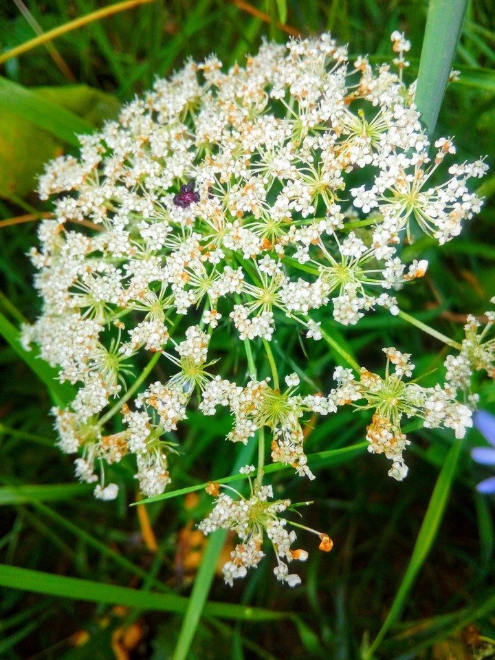 wildflowers