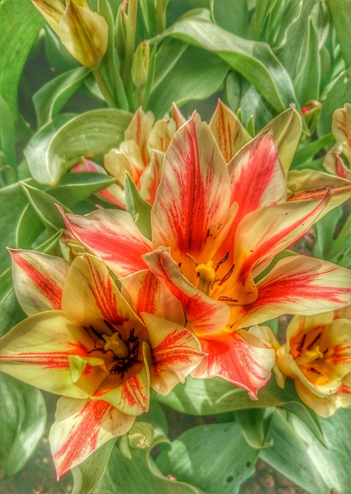 flowers