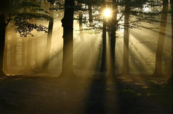 sun behind the trees