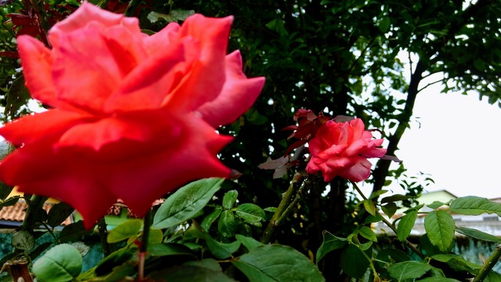 2 rosas