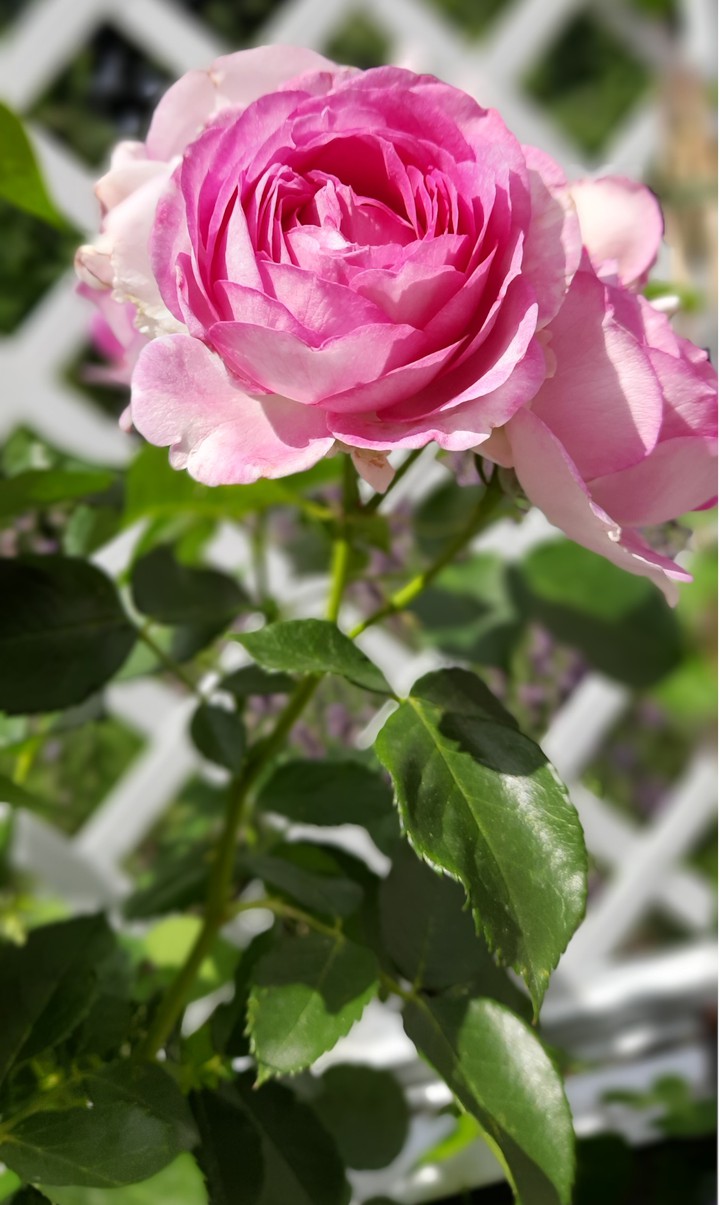 Confident pink rose