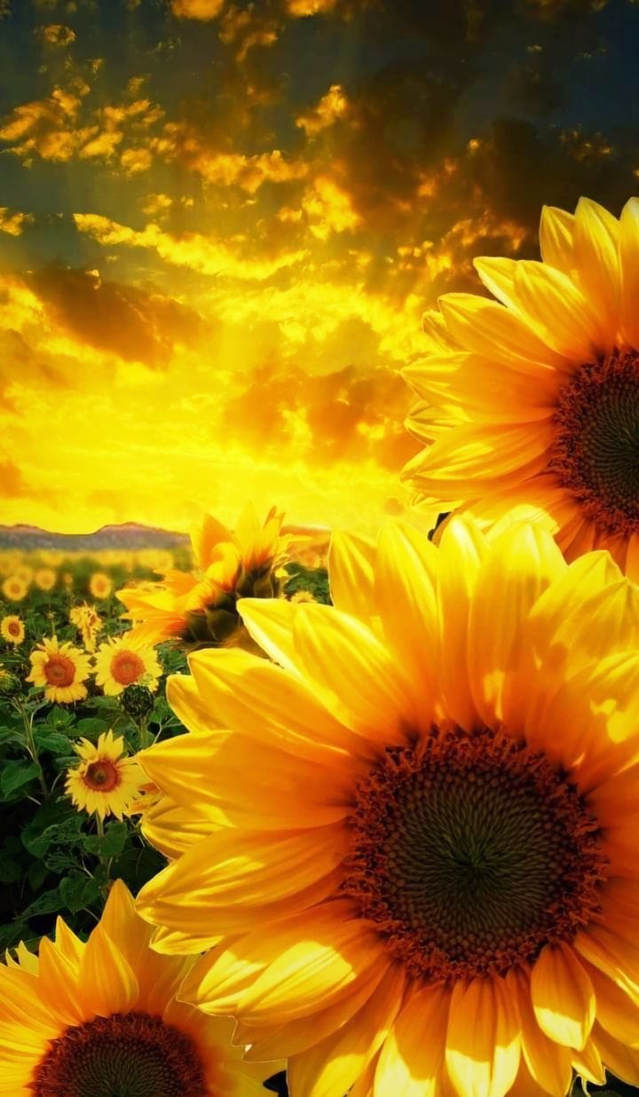 SUNFLOWER GOLDEN SKY